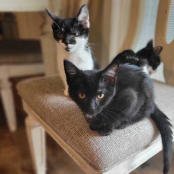 Charm -  Domestic Short Hair Cat for Adoption in Kenosha, Wisconsin - Charm | PetCurious