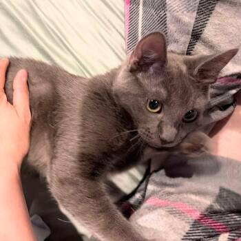 Lady Grey -  Russian Blue Cat Available for Adoption in New Braunfels, Texas - Lady Grey | PetCurious