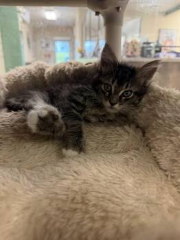 MORA -  Domestic Medium Hair Cat for Adoption in Sarasota, Florida - MORA | PetCurious
