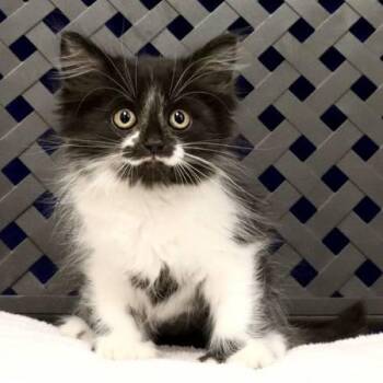 Apple -  Domestic Medium Hair Cat for Adoption in Fort Davis, Texas - Apple | PetCurious