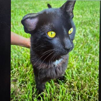 Wilbur VonWhiskerington -  Domestic Short Hair Cat for Adoption in Jasper, Indiana - Wilbur VonWhiskerington | PetCurious