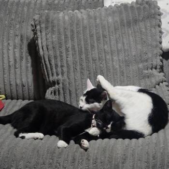 Domestic Short Hair Cats Available for Adoption in Manchester, Connecticut - Oreo With Hans | PetCurious