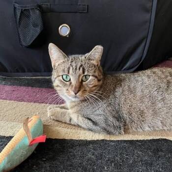 Domestic Short Hair Cats Available for Adoption - Nutmeg | PetCurious