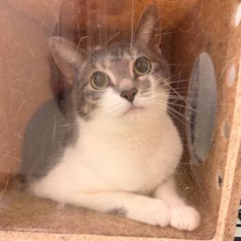 Mary -  Domestic Short Hair Cat for Adoption in Philadelphia, Pennsylvania - Mary | PetCurious