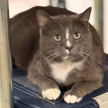 Domestic Short Hair Cats Available for Adoption in Cumming, Georgia - Optimus Prime | PetCurious