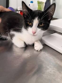 Elvis -  Domestic Short Hair Cat for Adoption in Pierceton, Indiana - Elvis | PetCurious