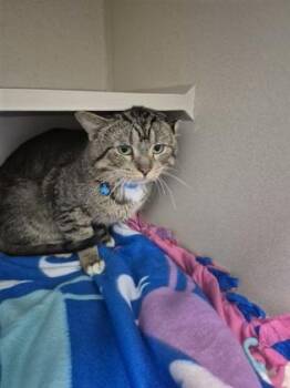 Domestic Short Hair Cats Available for Adoption - Marlin | PetCurious