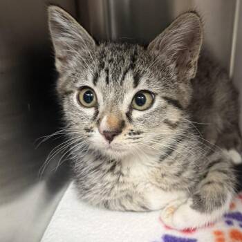 IO -  Domestic Short Hair Cat for Adoption in Los Angeles, California - IO | PetCurious