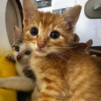 Marinara -  Domestic Short Hair Cat for Adoption in Stephenville, Texas - Marinara | PetCurious