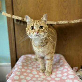 J.G. Wentworth -  Domestic Short Hair Cat for Adoption in Fargo, North Dakota - J.G. Wentworth | PetCurious