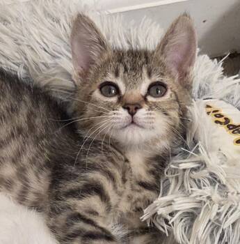 Rescue Domestic Short Hair Cats for Adoption in Salida, California - DAISY | PetCurious