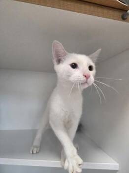Swiss -  Domestic Short Hair Cat for Adoption in Savannah, Georgia - Swiss | PetCurious