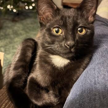 Domestic Short Hair Cats Available for Adoption - Cassius  | PetCurious