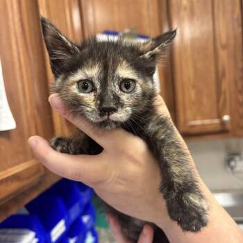 Domestic Short Hair Cats Available for Adoption in Tupelo, Mississippi - Phish - 050807U | PetCurious