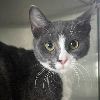 Dva -  Domestic Short Hair Cat for Adoption in Reno, Nevada - Dva | PetCurious