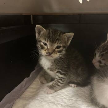 Domestic Short Hair Cats Available for Adoption in Reno, Nevada - Angelica | PetCurious