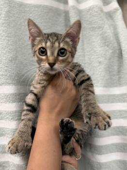 Rescue Domestic Short Hair Cats for Adoption in Honolulu, Hawaii - Muffin | PetCurious