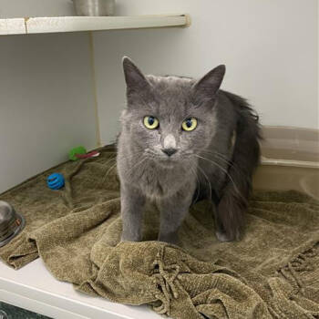 Rescue Domestic Long Hair Cats for Adoption in Clavet, Saskatchewan - Dust Bunny | PetCurious