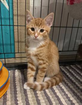 Morris -  Tabby Cat for Adoption in Temecula, California - Morris | PetCurious