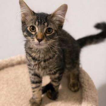 Tabby Cats Available for Adoption - Zuko  | PetCurious