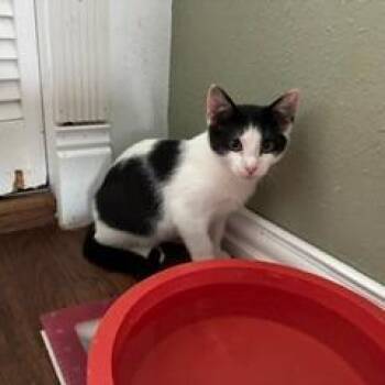Snickers -  Domestic Short Hair Cat for Adoption in Livingston, Texas - Snickers | PetCurious