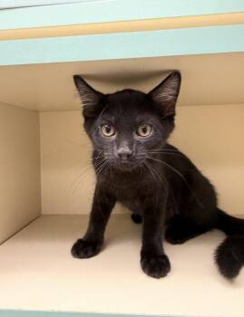 Larsa -  Domestic Short Hair Cat for Adoption in Walled Lake, Michigan - Larsa | PetCurious