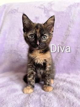 Diva -  Tortoiseshell Cat for Adoption in Wyandotte, Michigan - Diva | PetCurious