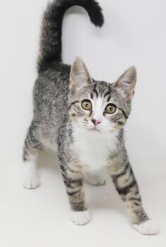 Barbie and Ken are baby beauties - Barbie is a living doll - bon -  Tabby and Turkish Van Cat for Adoption in Bedford Hills, New York - Barbie And Ken Are Baby Beauties - Barbie Is A Living Doll - Bon | PetCurious