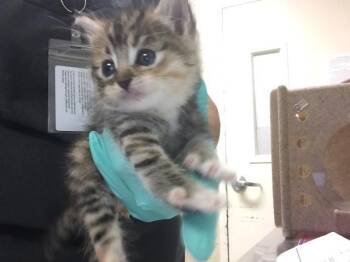 Domestic Short Hair Cats Available for Adoption in Riverside, California - JESS | PetCurious