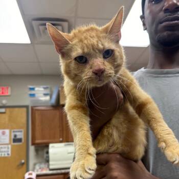 Warrior - 082102U2 -  Domestic Short Hair Cat for Adoption in Tupelo, Mississippi - Warrior - 082102U2 | PetCurious