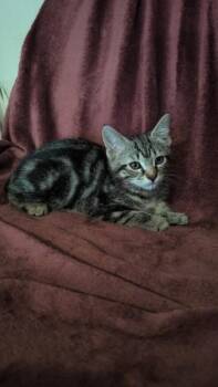 Curie -  Domestic Short Hair Cat for Adoption in Madison, Georgia - Curie | PetCurious
