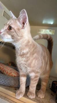 Peter Pan -  Tabby Cat for Adoption in Farmland, Indiana - Peter Pan | PetCurious