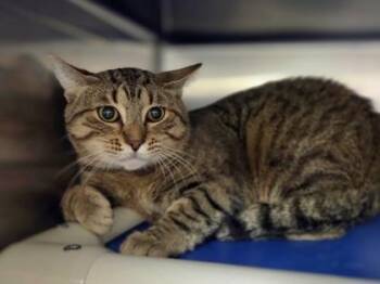 Chino -  Domestic Short Hair Cat for Adoption in Westland, Michigan - Chino | PetCurious
