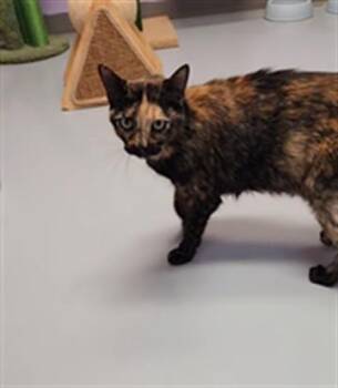 PRISSY -  Domestic Short Hair Cat for Adoption in Fort Walton Beach, Florida - PRISSY | PetCurious