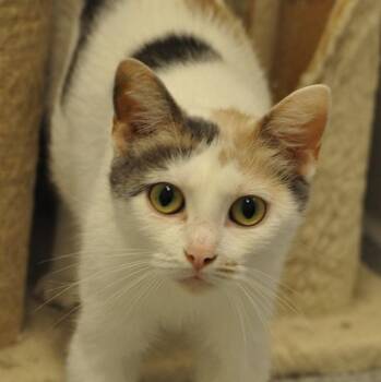 Lucy -  Domestic Short Hair Cat for Adoption in Indiana, Pennsylvania - Lucy | PetCurious