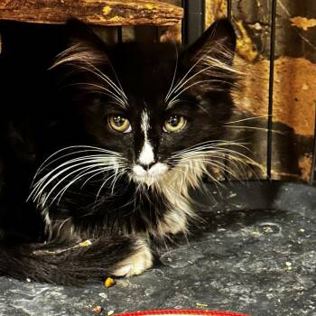 Domestic Long Hair Cats Available for Adoption - Linus Lichens | PetCurious