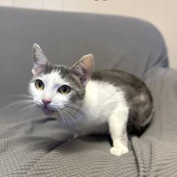 Domestic Short Hair Cats Available for Adoption - Peppermint *Meet Me At Plymouth Petsmart* | PetCurious