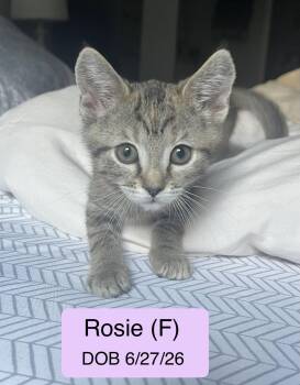 Rosie -  Domestic Short Hair and Tabby Cat for Adoption in Vacaville, California - Rosie | PetCurious