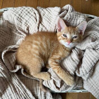 Lloyd -  Domestic Short Hair Cat for Adoption in Chaska, Minnesota - Lloyd | PetCurious