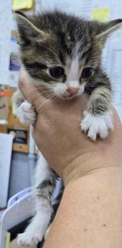 Luke -  Domestic Medium Hair Cat for Adoption in Kell, Illinois - Luke | PetCurious