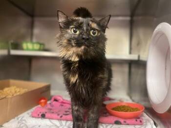 DEMETER -  Domestic Medium Hair Cat for Adoption in Fort Wayne, Indiana - DEMETER | PetCurious
