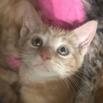 Darla -  Domestic Short Hair Cat for Adoption in Etna, Pennsylvania - Darla | PetCurious