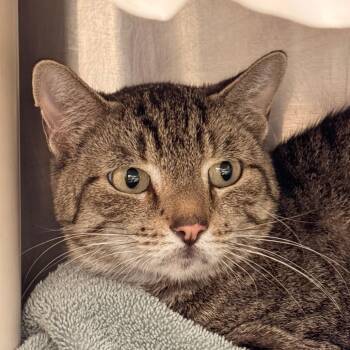 Frida -  Domestic Short Hair Cat for Adoption in Murray, Utah - Frida | PetCurious