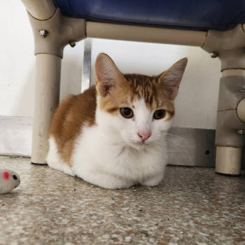 Rescue Domestic Short Hair Cats for Adoption in Kanab, Utah - Wham | PetCurious