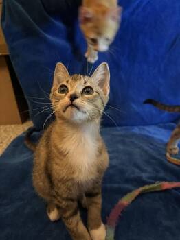 Meridoc Brandybuck (bonded to Samwise) -  Domestic Short Hair Cat for Adoption in Wheaton, Illinois - Meridoc Brandybuck (bonded To Samwise) | PetCurious