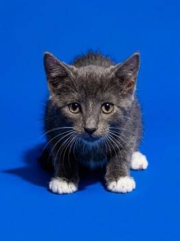 JEFF -  Domestic Medium Hair Cat for Adoption in Jacksonville, Florida - JEFF | PetCurious