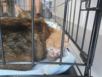 A382732 -  Domestic Short Hair Cat for Adoption in Ocala, Florida - A382732 | PetCurious