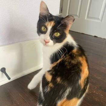 Domestic Short Hair Cats Available for Adoption in Waco, Texas - Sweet Pea | PetCurious