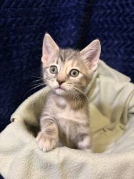 Rescue Domestic Short Hair Cats for Adoption in Burlington, Wisconsin - Cranberry | PetCurious