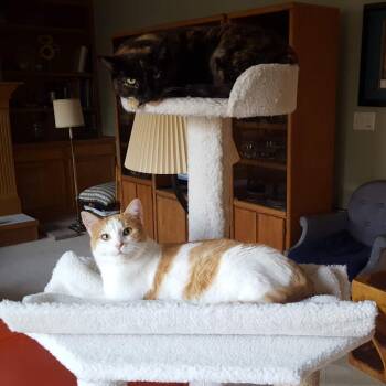 Sweetie -  Domestic Short Hair Cat for Adoption in West Des Moines, Iowa - Sweetie | PetCurious